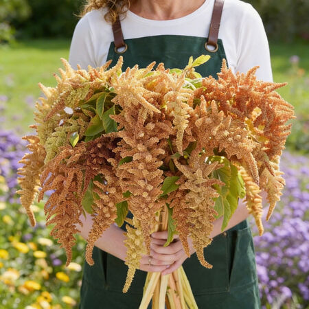 Autumns Touch, Amaranthus Seeds - Packet image number null